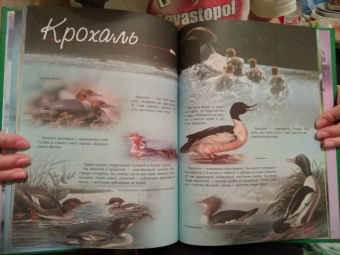 В. Владимиров: Какие птицы самые красивые?