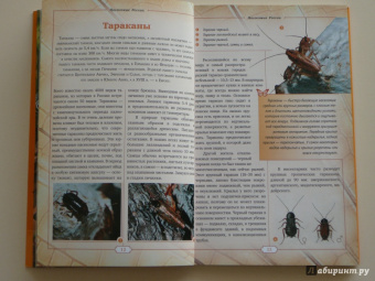 Владимир Горбатовский: Насекомые России. Жуки, бабочки и другие