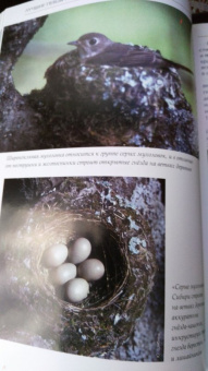 Константин Михайлов: Лесные птицы России