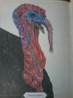 Сэми Бэйли: Энциклопедия удивительных животных