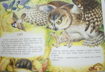 Николай Сладков: Бюро лесных услуг