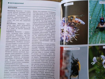 Владимир Бабенко: Животные рядом с нами