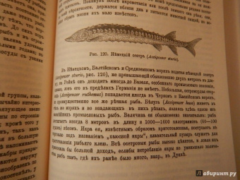 К. Келлер: Жизнь моря