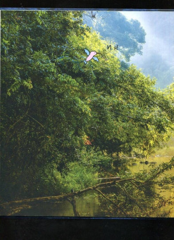 Мак Гагельдонк: Посмотри, как я могу! Чудеса животного мира