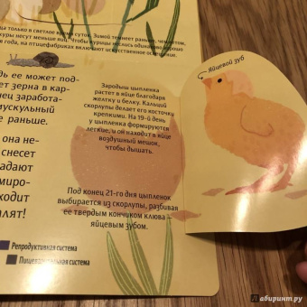 Боманн, Дюпон: Животные снаружи и внутри