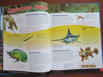 Жизнь животных. Моря и океаны