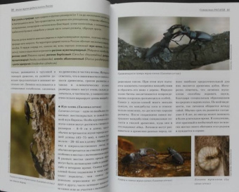 Александр Просвиров: Атлас жуков средней полосы России