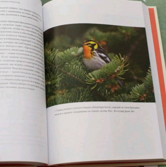 Ричард Прам: Эволюция красоты. Как дарвиновская теория полового отбора объясняет животный мир — и нас самих