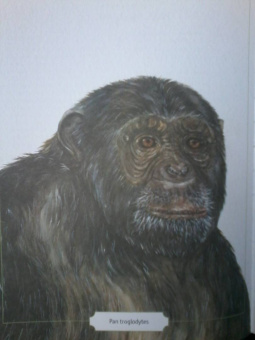 Сэми Бэйли: Энциклопедия опасных животных