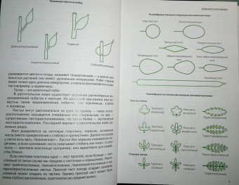 Ирина Пескова: Травянистые растения средней полосы России. Фотоопределитель