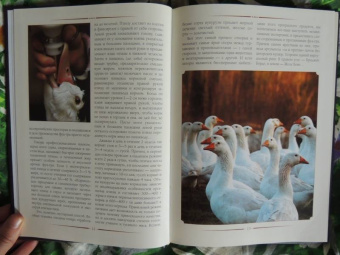 Баканов, Лазерсон, Синельников: Фуа-гра не только для гурманов