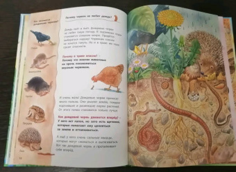 Фридерун Райхенштеттер: Божья коровка и другие обитатели луга. Познавательные истории