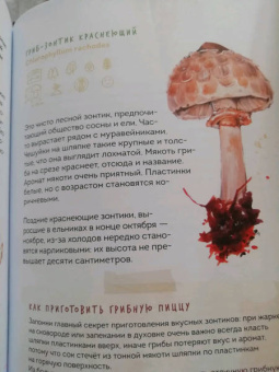 Михаил Вишневский: Грибы. Атлас-определитель