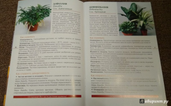 Валентин Воронцов: Секреты ухода. Декоративнолистные комнатные растений