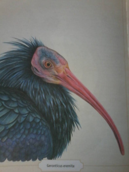 Сэми Бэйли: Энциклопедия удивительных животных