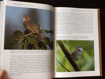 Константин Михайлов: Лесные птицы России