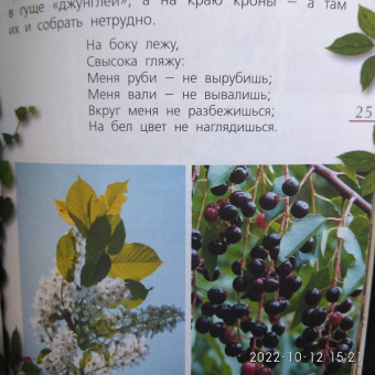 Петр Волцит: Ягоды и грибы