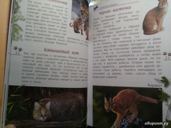 Александр Тихонов: Кошки дикие и домашние