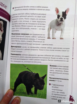 Арсений Нестеров: Мопсы, йорки и другие собачки той-пород