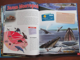 Жизнь животных. Моря и океаны