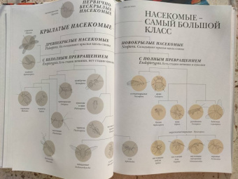 Барт Россел: Поразительные насекомые. Книга про подземных математиков, мастеров блефа, дружных кочевников, зомби