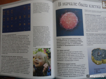 Буэ, Симон: Тело человека