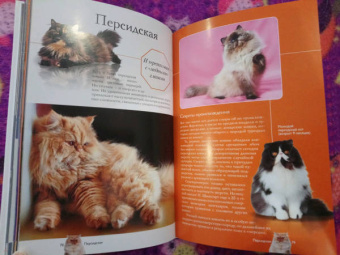 Николай Непомнящий: Все о кошках
