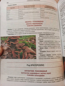 Иван Куреннов: Грибы. Полная иллюстрированная энциклопедия