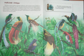 О. Александрова: Птицы. Книжки для любознательных
