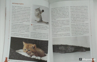 Анастасия Красичкова: Британские кошки. Гид по породе