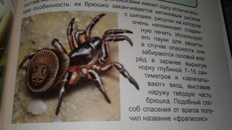 Людмила Соколова: Хочу знать. Пауки