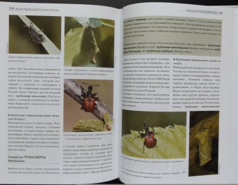 Александр Просвиров: Атлас жуков средней полосы России