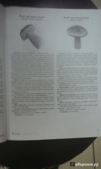 Матанцев, Матанцева: Грибы. Справочник-определитель