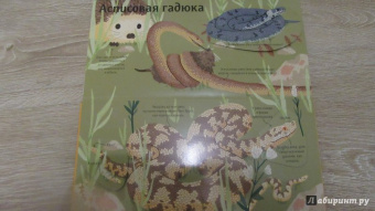 Боманн, Дюпон: Животные снаружи и внутри