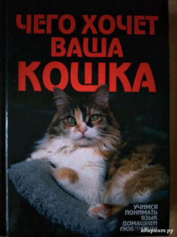 Мария Солодова: Чего хочет ваша кошка