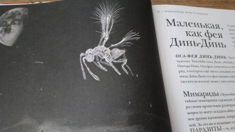 Барт Россел: Поразительные насекомые. Книга про подземных математиков, мастеров блефа, дружных кочевников, зомби