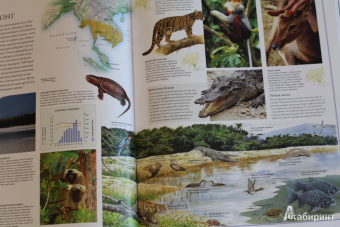 Бамбарадения, Вудрафф, Гинзберг: Животный мир. Иллюстрированный атлас