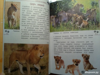 Александр Тихонов: Кошки дикие и домашние