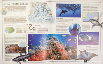 Бамбарадения, Вудрафф, Гинзберг: Животный мир. Иллюстрированный атлас