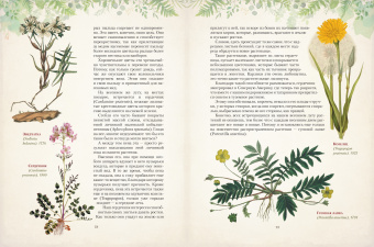 Николай Золотницкий: Дары русского леса. Грибы, ягоды и целительные растения