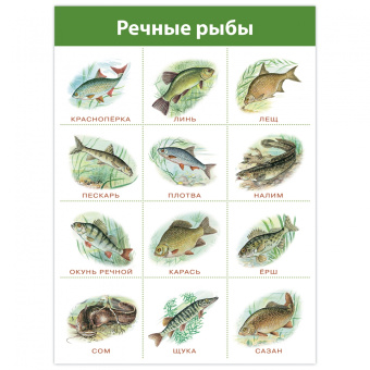 Комплект плакатов. Живая природа (4019)