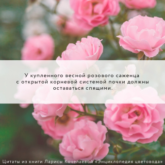 Лариса Кочелаева: Энциклопедия цветовода