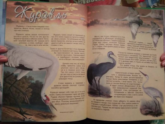 В. Владимиров: Какие птицы самые красивые?