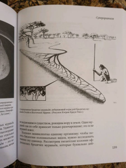 Уилсон, Хёлльдоблер: Путешествие к муравьям