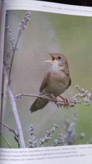 Константин Михайлов: Лесные птицы России