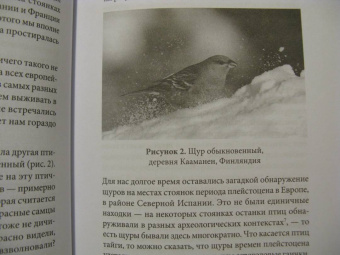 Клайв Финлейсон: Умный неандерталец. Охота на птиц, пещерное искусство и когнитивная революция