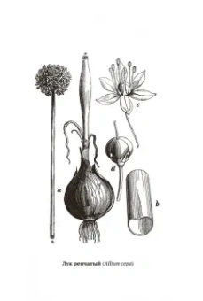 Катя Астафьефф: Дурное семя. Удивительная история жалящих, обжигающих и убивающих растений