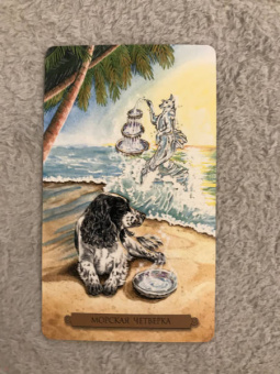 Конуэй, Найт, Мюллер: Комплект:  Таро магических собак+Таро Изменения Формы