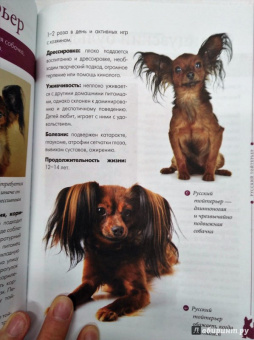 Арсений Нестеров: Мопсы, йорки и другие собачки той-пород