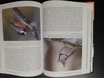 Константин Михайлов: Лесные птицы России